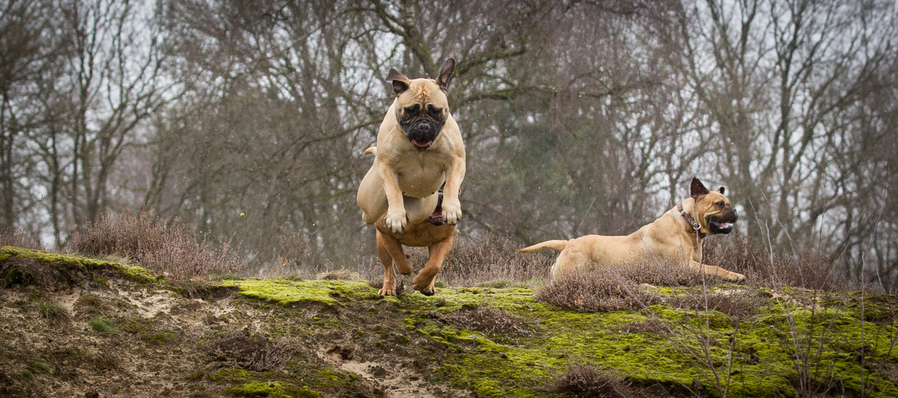 Hondenfoto van Bull Mastiffs