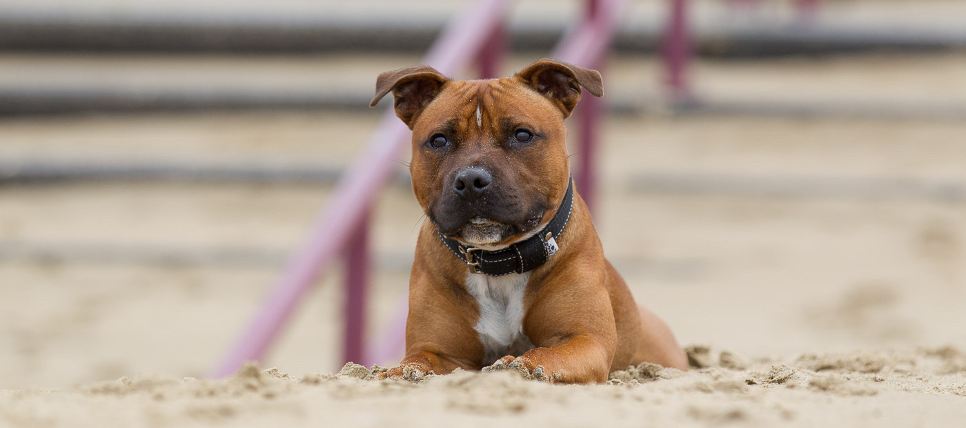 Hond tijdens een professionele fotoshoot