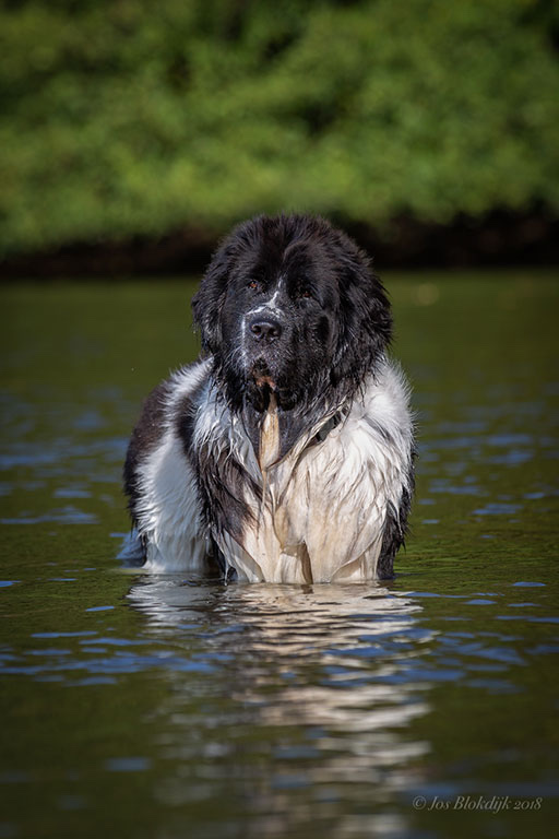 Hondenfoto van Fjodor