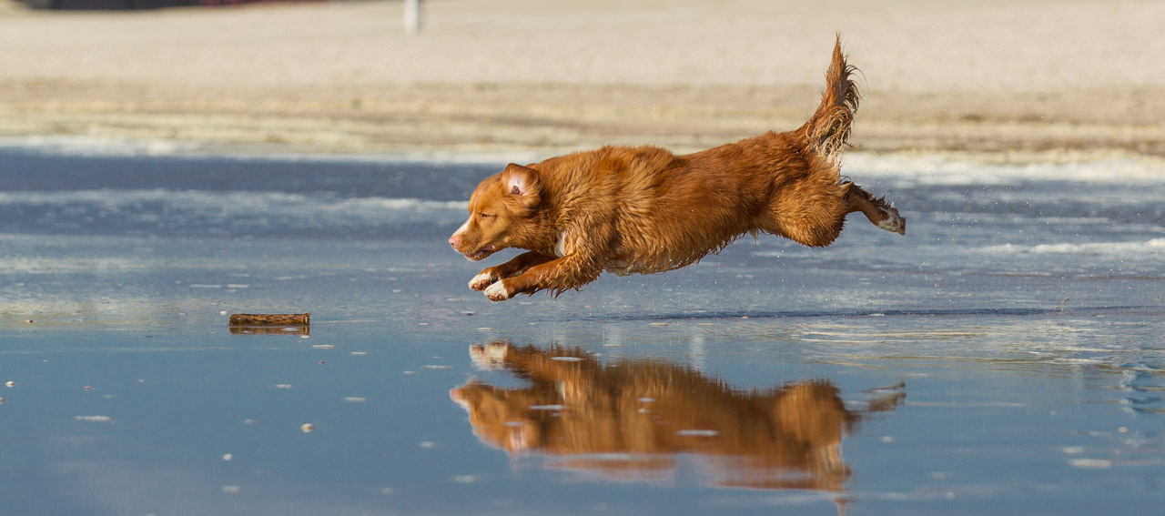 Hond in actie tijdens een fotoshoot