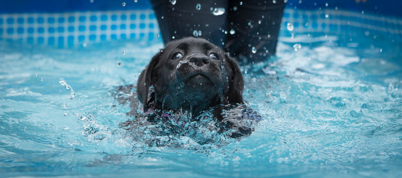 Hondenfoto van een labradorpup